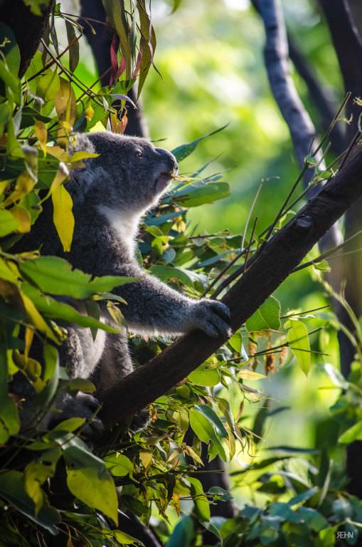 Koala climbing to grab a snack