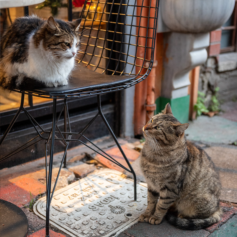 2 cats chatting over a chair
