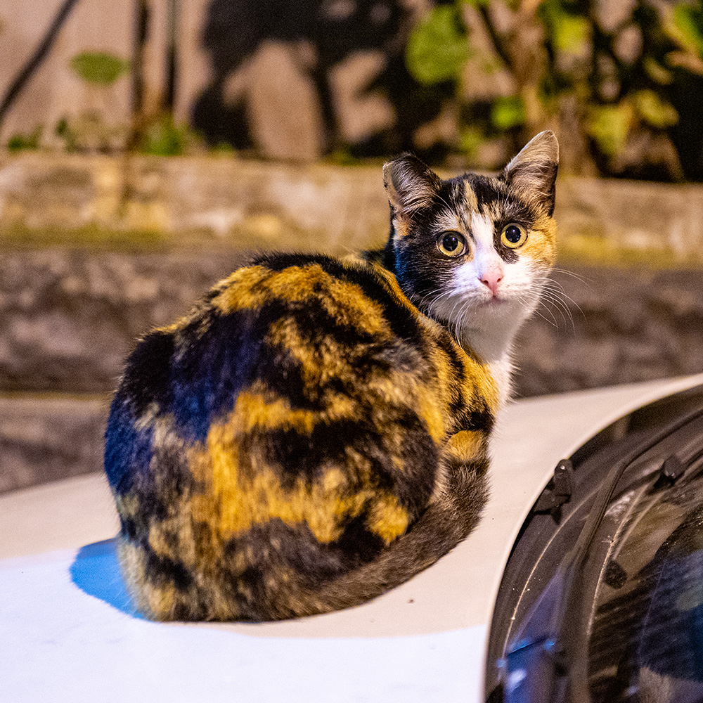 Cat chilling on a car hood