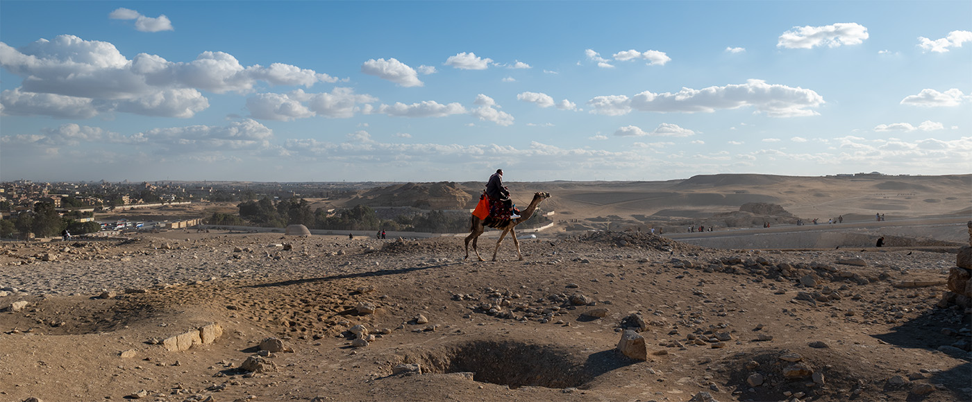 Panoramic of a camel in the dunes