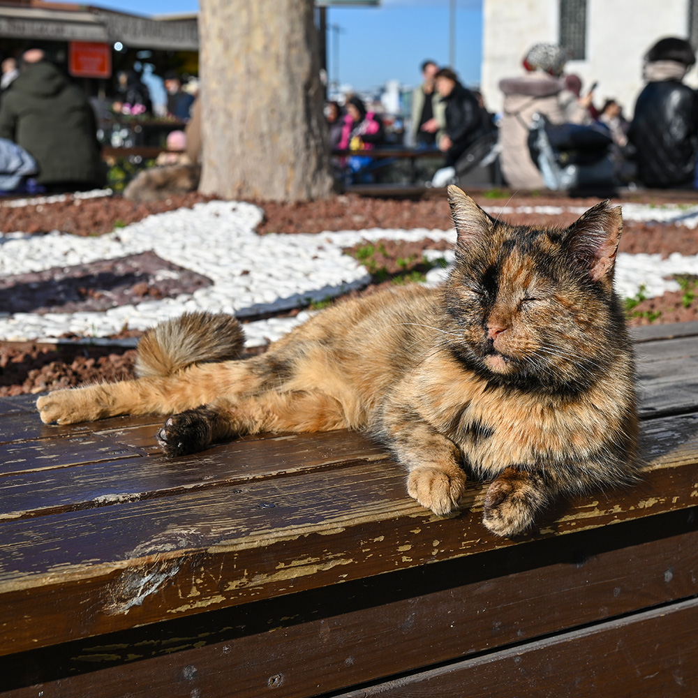 Cat sprawled out on a public bench
