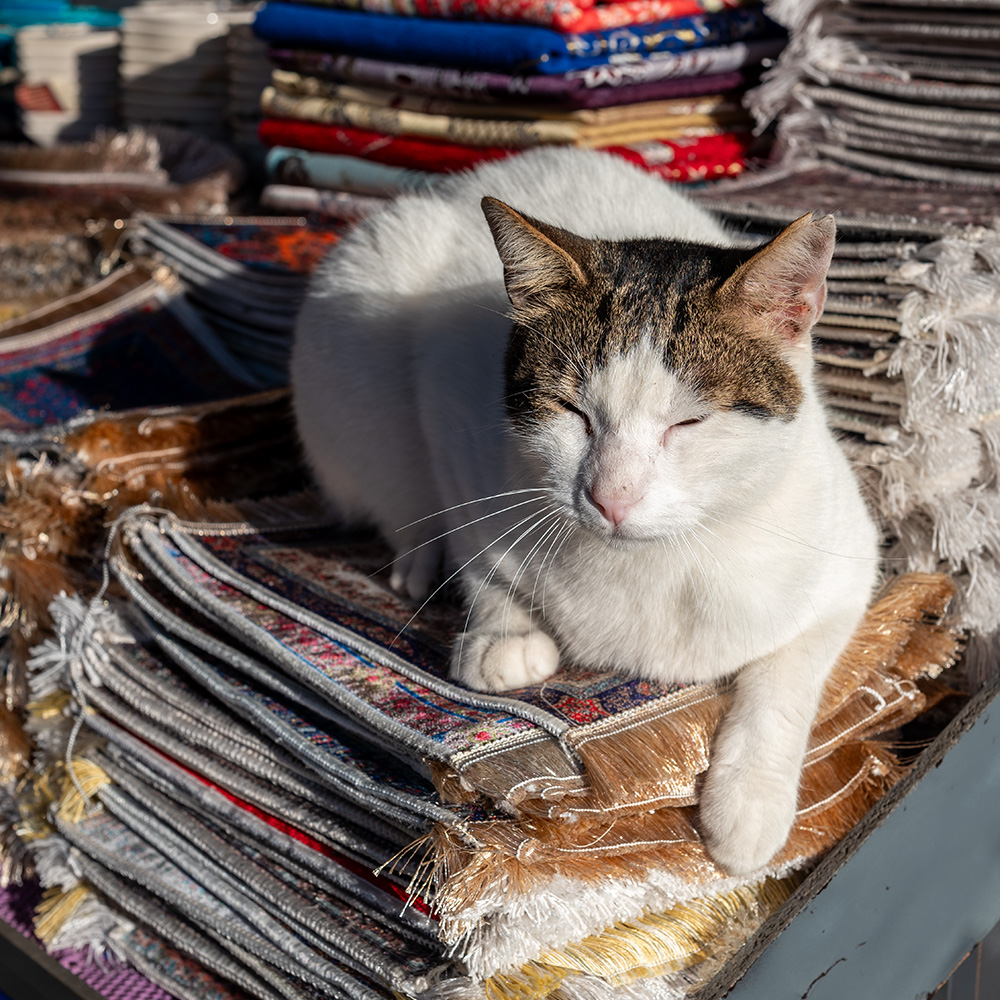 Cat napping on a stack of carpets