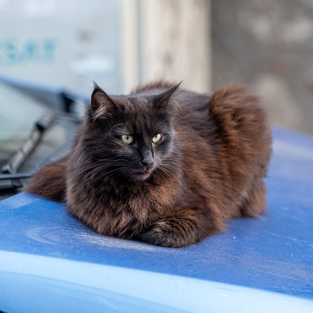 Fluffy cat sitting on a car hood