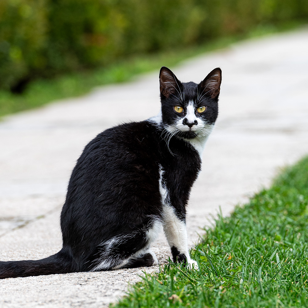 Black and white cat posing on a path