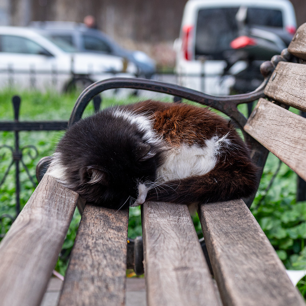 Fluffy cat sleeping on a park bench