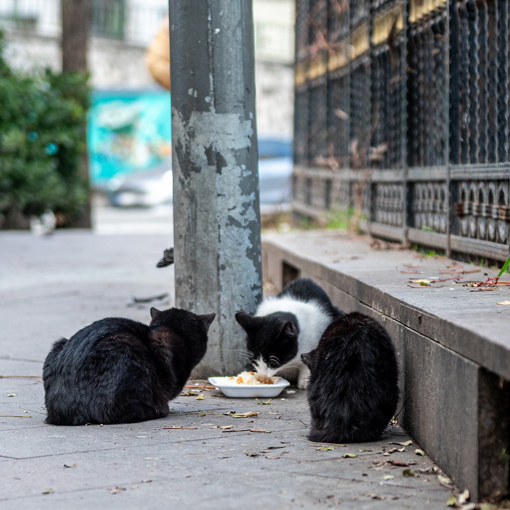 3 cats having lunch