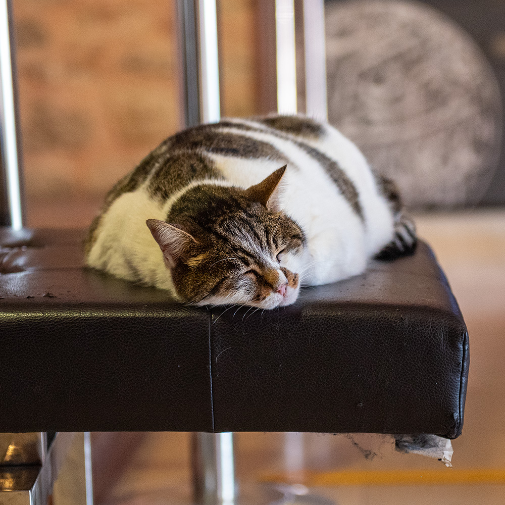Sleepy loaf cat on a museum bench