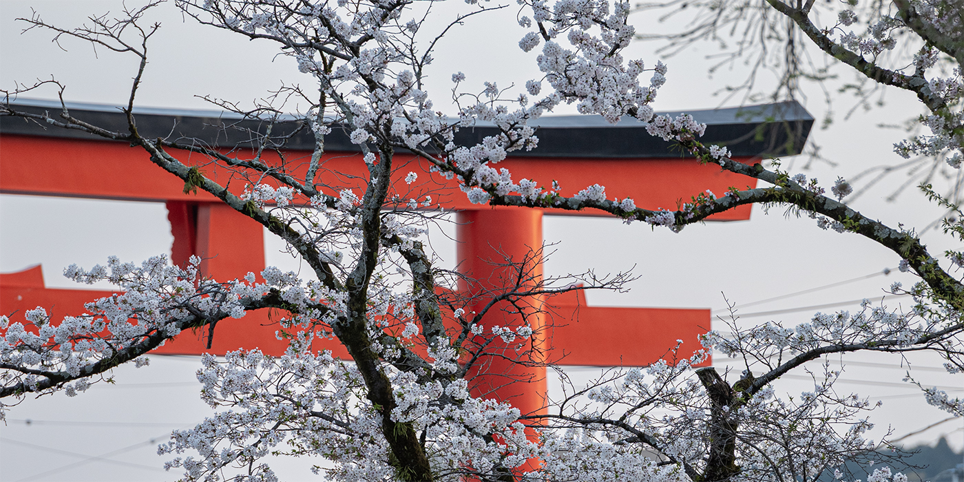 A Tori Gate surrounded by Sakura Trees