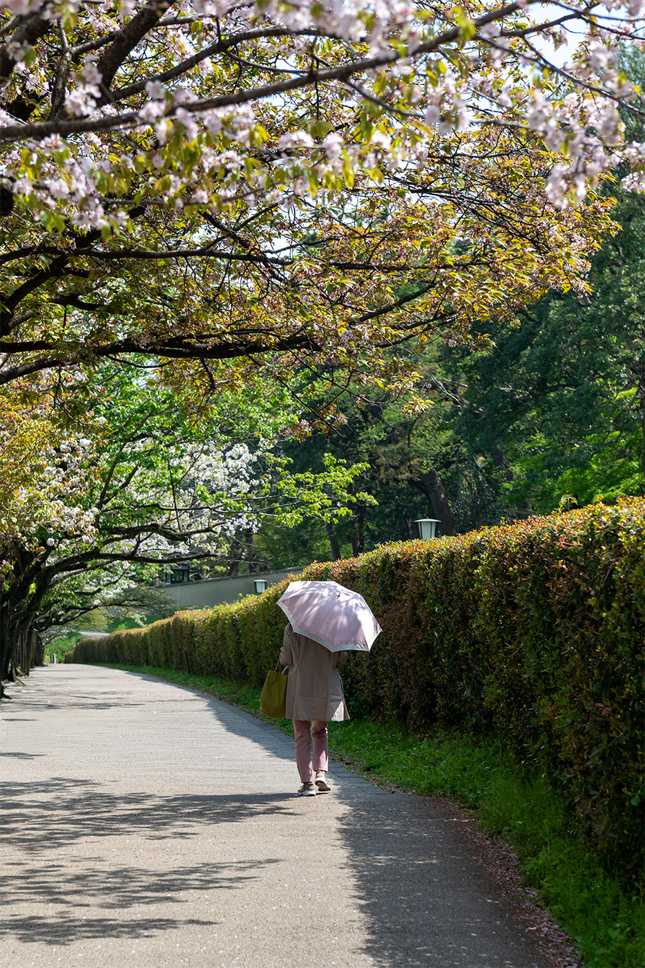 A woman holding a pink umbrella walking past sakura trees
