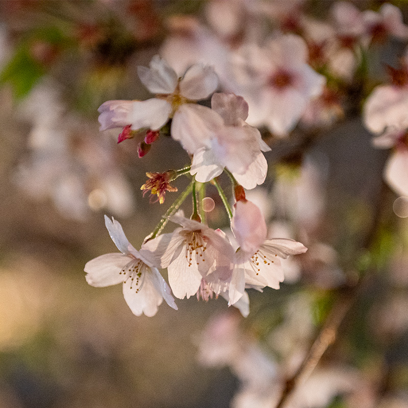 Sakura at night