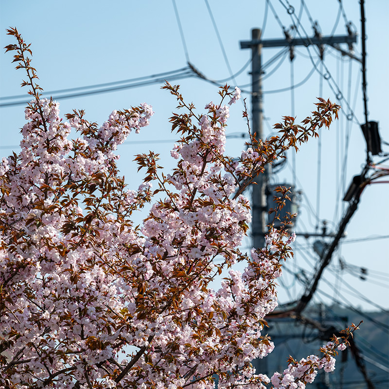 Sakura tree from the street