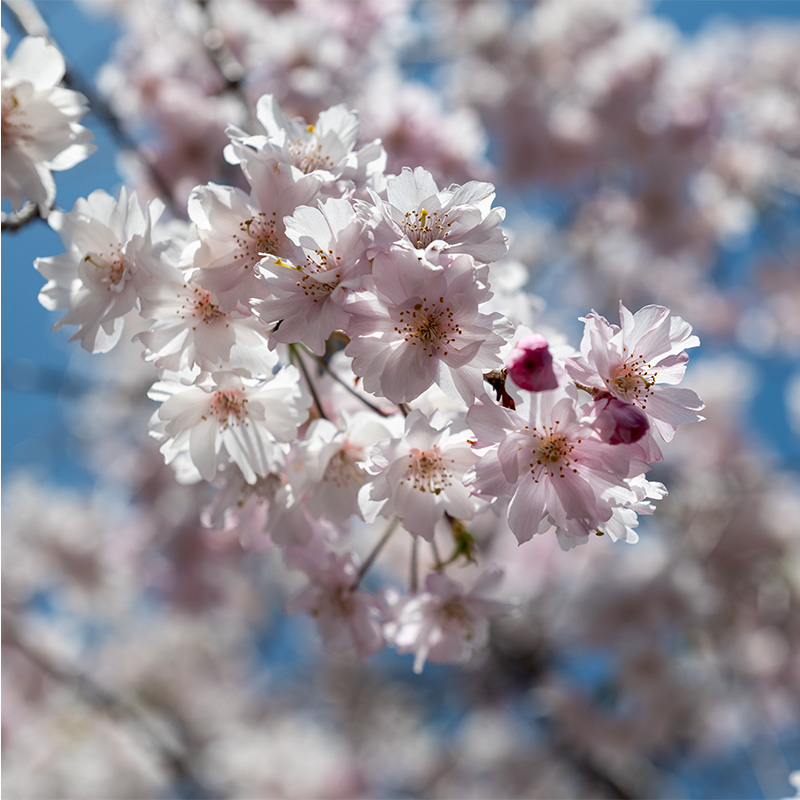 A bundle of sakura flowers