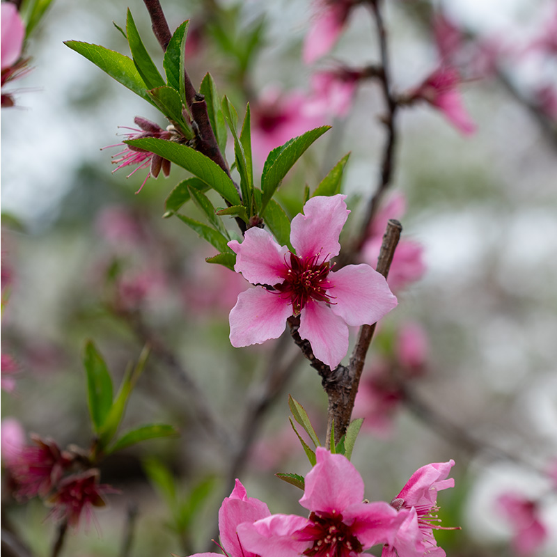 Bright pink sakura flower