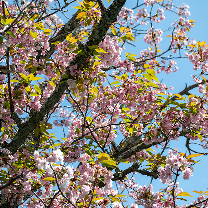Sakura flowers and leaves against a blue sky