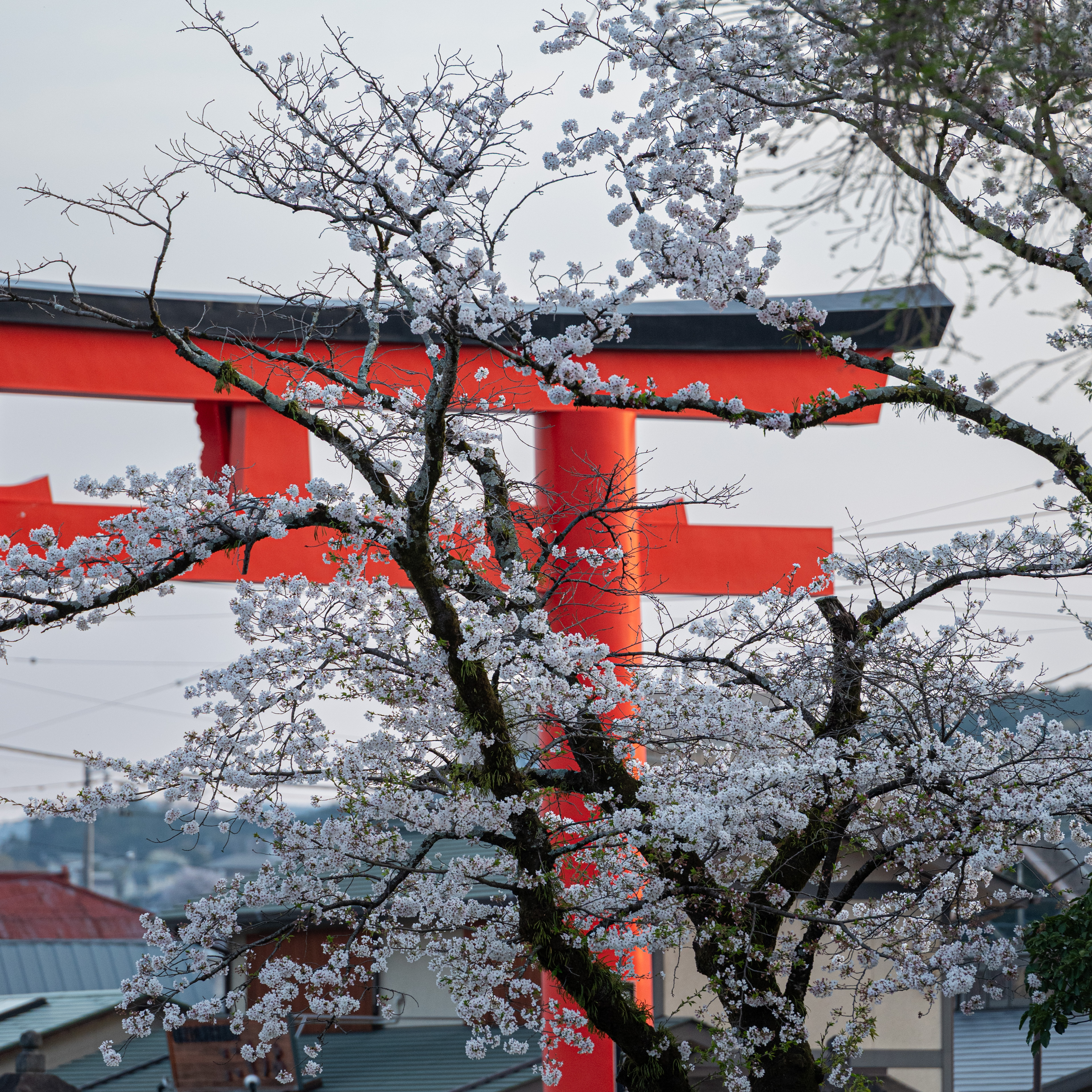 A Tori Gate surrounded by Sakura Trees
