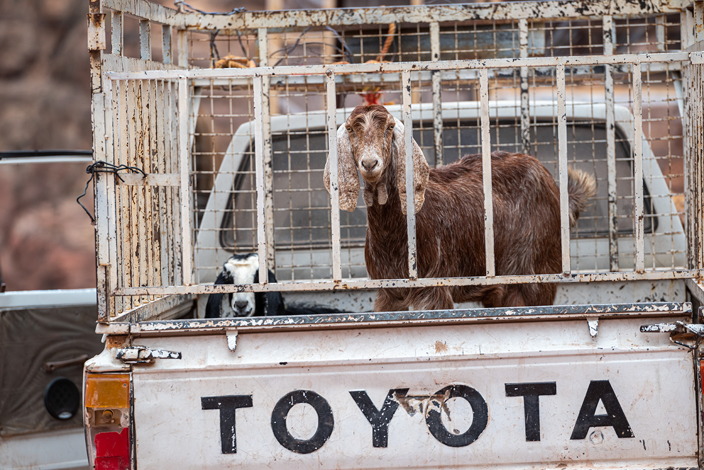 A goat in the back of a Toyota pickup truck