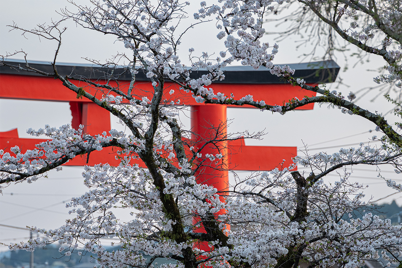 A Tori Gate surrounded by Sakura Trees